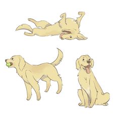 Cricket- @shaumikai on instagram Dog Animation Reference, Labrador Retriever Drawing Cartoon, Dog Illustration Golden Retriever, Puppy Reference Drawing, Golden Retriever Drawing Reference, Dog Illustration Labrador, Golden Retriever Doodle Drawing, Dog Character Design Concept Art, Golden Retriever Animated