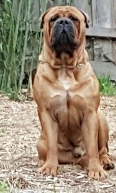 a large brown dog sitting on top of a dirt field