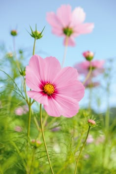 pink flowers are blooming in the green grass