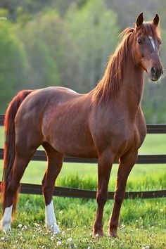 a brown horse standing on top of a lush green field next to a wooden fence