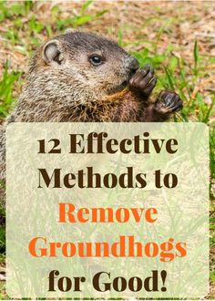 a groundhog in the grass with text overlay reading 2 effective method to remove groundhogs for good