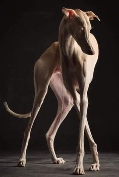 a hairless dog standing in the middle of a dark room with its head turned to the side