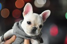 a person holding a small white dog wearing a gray sweater and scarf over it's head