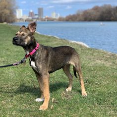 a brown and black dog standing on top of a lush green field next to a lake