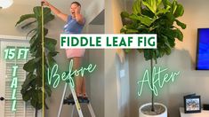 a woman standing on a ladder next to a green plant and a sign that says fiddle leaf fig before after