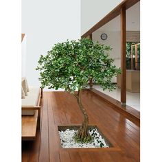 a bonsai tree in a square planter on a wooden floor next to a mirror