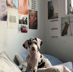 a dalmatian dog sitting on top of a bed in a room with posters