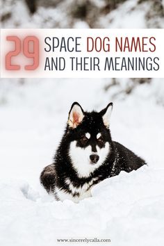 space dog names New Dog