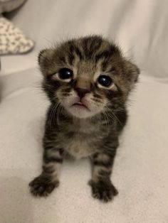 a small kitten sitting on top of a bed