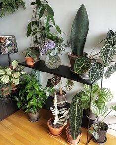 a shelf filled with potted plants on top of a wooden floor