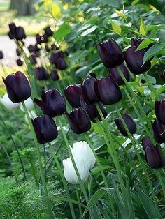 black and white tulips growing in the garden