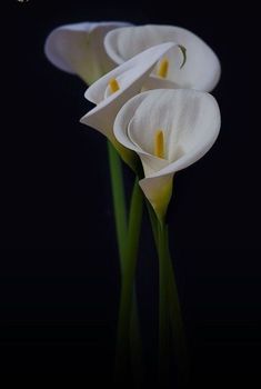 three white calla lilies on a black background with the stems still in bloom