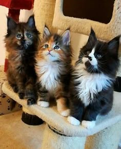 three kittens sitting on top of a cat tree looking at the camera with their eyes wide open