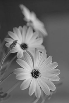 black and white photograph of daisies in a vase