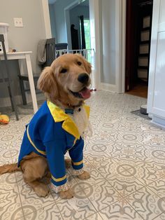 a dog wearing a blue and yellow outfit is sitting on the floor in front of a table