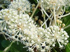 white flowers are blooming on the tree