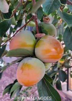 three peaches hanging from a tree with green leaves