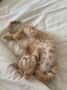 an orange and white cat laying on top of a bed with it's eyes closed