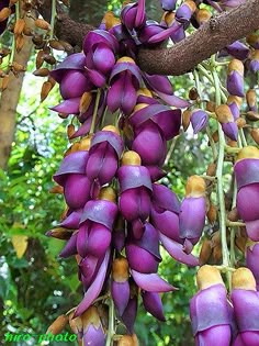 purple flowers are growing on a tree branch