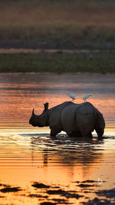 two rhinoceros walking in the water at sunset