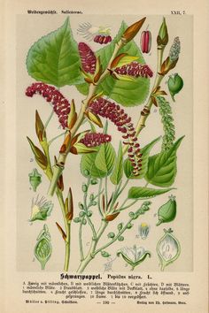 an old botanical print with flowers and leaves