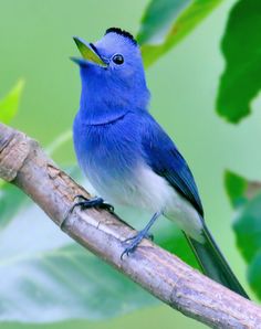 a blue bird sitting on top of a tree branch