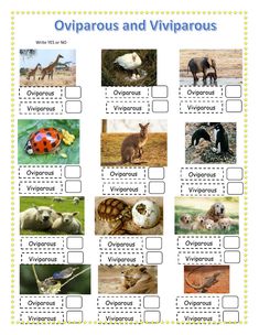 an animal quiz with pictures of different animals