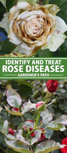 two different types of flowers with the words identify and treat rose diseases gardener's path