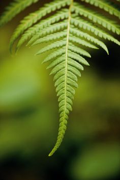 a green leaf is hanging from a tree