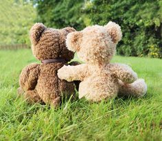 two teddy bears sitting next to each other in the grass with text that reads, in this together