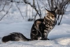 a cat sitting in the snow near some trees