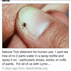 a tick sitting on the tip of someone's finger with it's nail