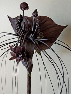 Black Bat Flower, Poison Heart, Understory Plants, Orchid Tattoo, Goth Garden