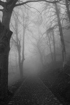 a path in the woods with trees on both sides and foggy sky above it