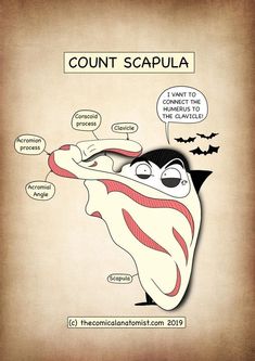 a cartoon drawing of a tooth with words above it that say count scapula