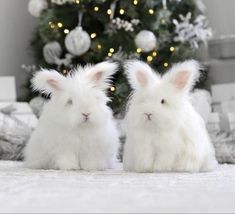 two white rabbits sitting in front of a christmas tree