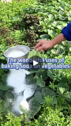 a person is cooking something in a pot on the ground surrounded by plants and leaves