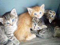 four kittens are sitting together on the floor and one is looking at the camera