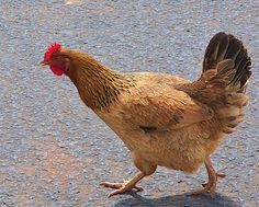 a brown and black chicken walking across a street