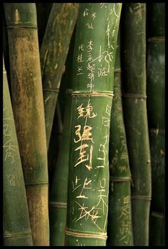 many green bamboo trees with writing on them