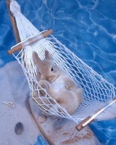 a hamster in a hammock by the pool with it's back to the camera