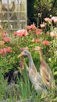 two ducks are standing in the grass near some pink flowers and green plants with red poppies behind them