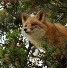 a red fox sitting in a tree with berries on it's branches and looking at the camera