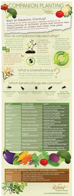 an info sheet describing the different types of vegetables and how they are used to grow them