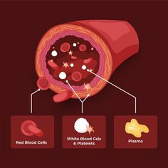 the blood cells and their functions are labeled in this diagram, which includes red blood cells, white blood cells, and plasmas