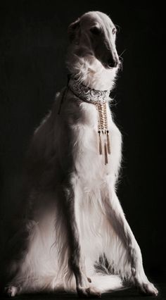 a large white dog sitting on top of a black floor next to a dark background