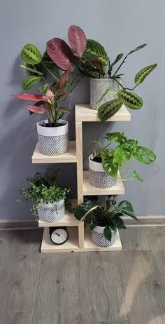 there are many different plants in the corner on this shelf, and one is green