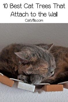 a cat sleeping on top of a cardboard box with the words 10 best cat trees that attach to the wall