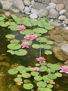 pink water lilies floating on top of a pond surrounded by rocks and grass in the background