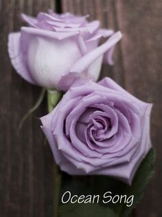 two purple roses sitting on top of a wooden table next to the words ocean song